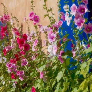 Meet your Posher, Cynthia